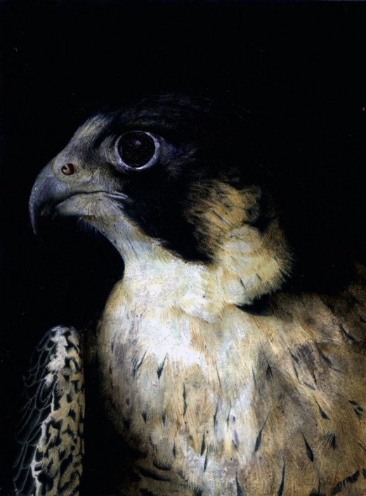 Peregrine falcon, acrylic