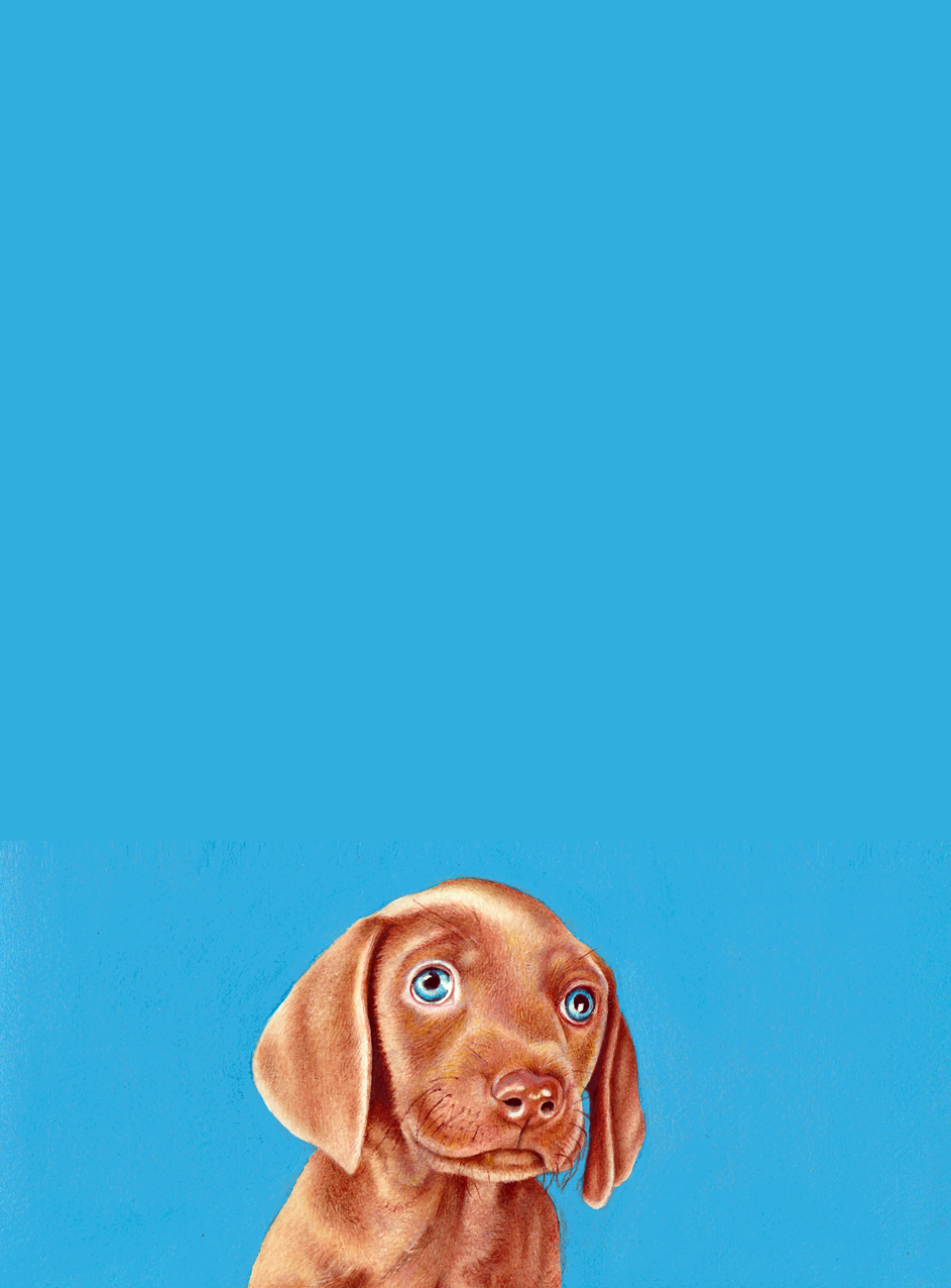 Weimaraner puppy - watercolour with blue acrylic background 2016