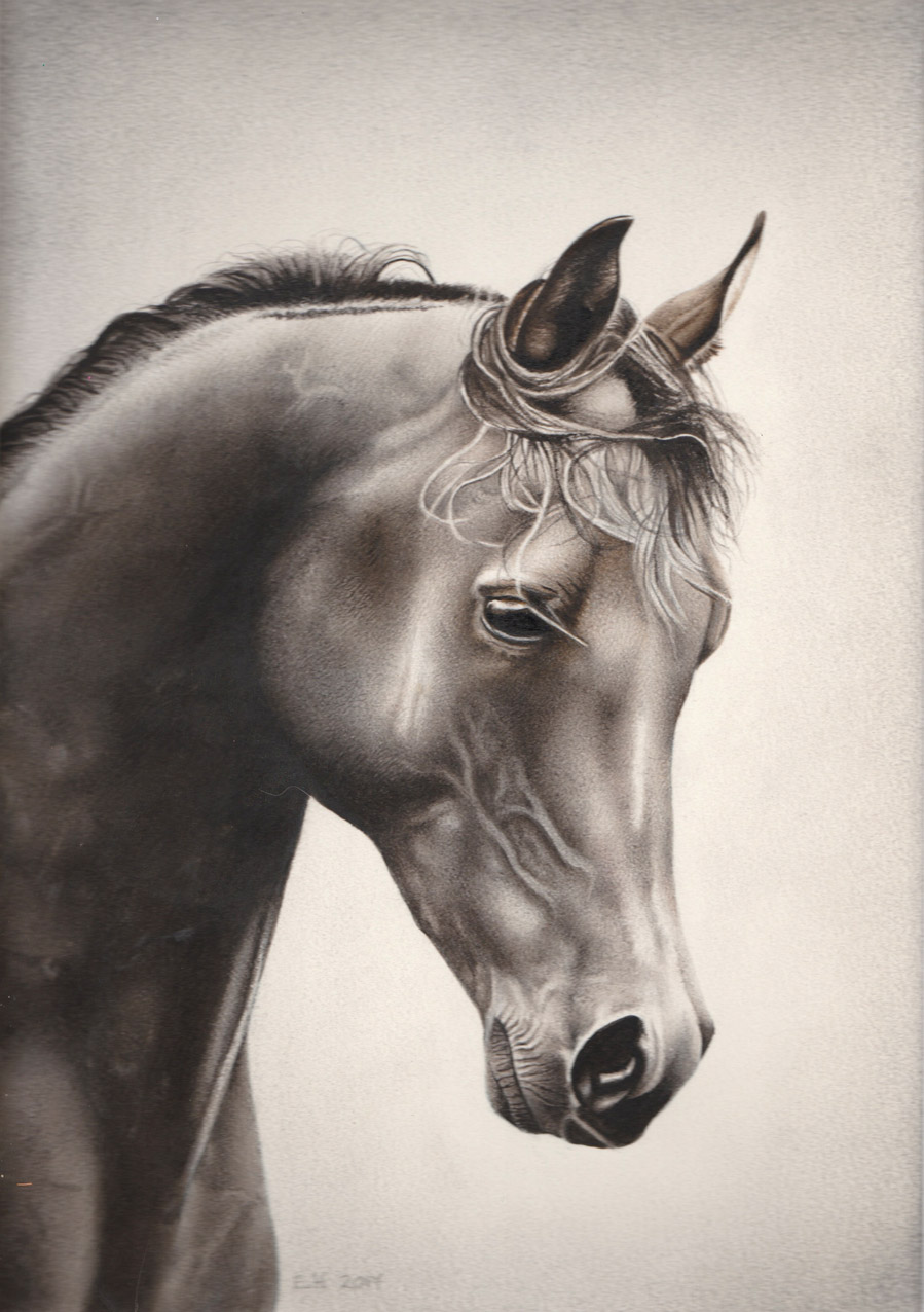 Horse, watercolour 2017