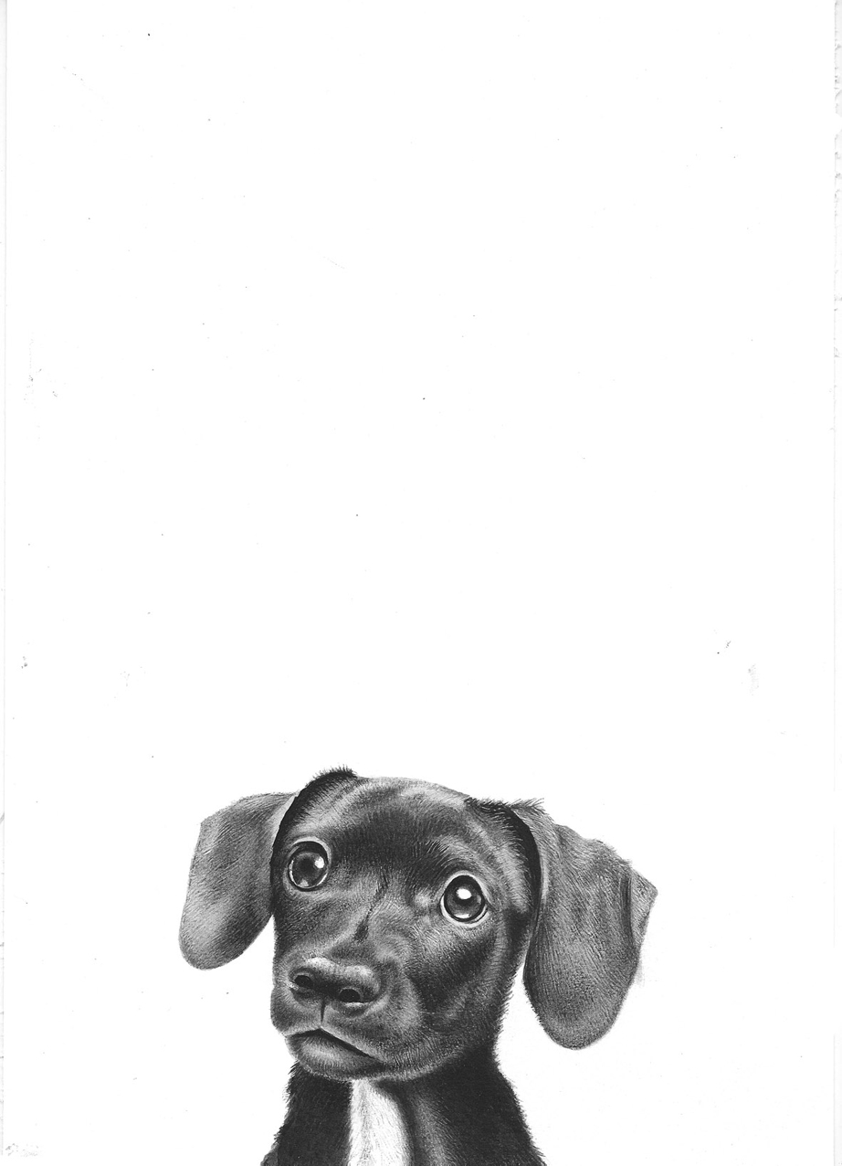 Little dog - B&W watercolour